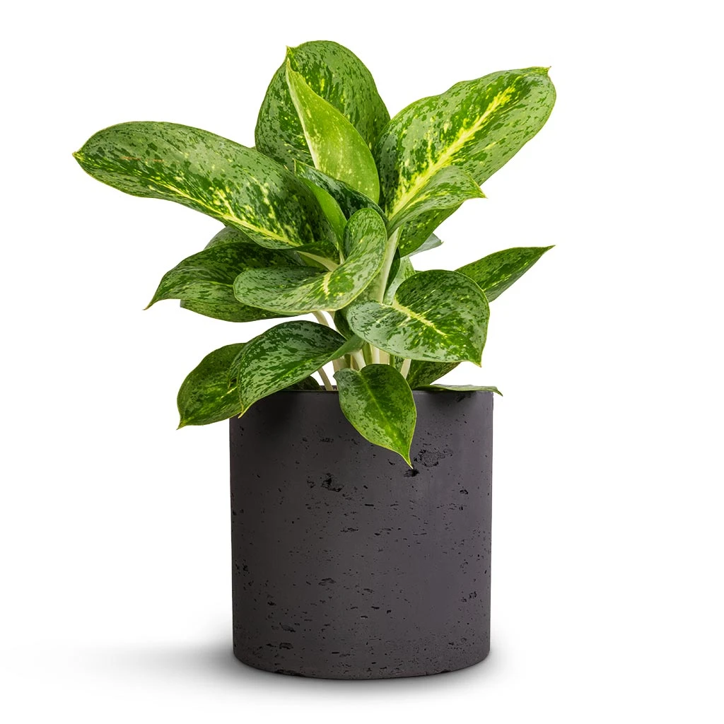 Puk Plant Pot - Black Washed 4 Puk Plant Pot - Black Washed - Image 2