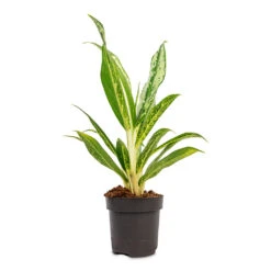 Aglaonema Lemon Mint - Chinese Evergreen 21 Aglaonema Lemon Mint - Chinese Evergreen -Hortology Plants Shop Aglaonema Lemon Mint Chinese Evergreen 12x40cm