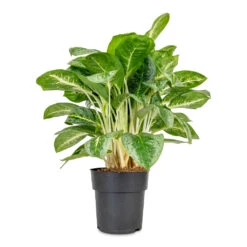 Aglaonema Lemon Mint - Chinese Evergreen 18 Aglaonema Lemon Mint - Chinese Evergreen -Hortology Plants Shop Aglaonema Lemon Mint Chinese Evergreen 19x50cm