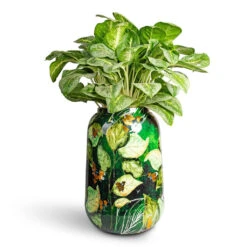 Aglaonema Lemon Mint - Chinese Evergreen 20 Aglaonema Lemon Mint - Chinese Evergreen -Hortology Plants Shop Aglaonema Lemon Mint Chinese Evergreen 19x50cm Lammie Planter Bee Green 30x42cm