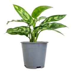 Aglaonema Maria - Chinese Evergreen 28 Aglaonema Maria - Chinese Evergreen -Hortology Plants Shop Aglaonema Maria Chinese Evergreen 14x30cm 2