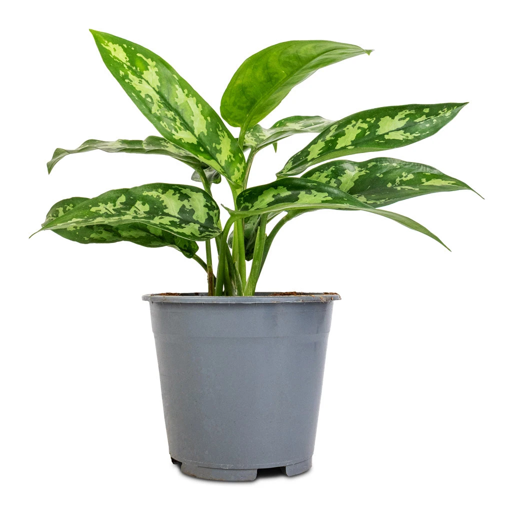 Aglaonema Maria - Chinese Evergreen 14 Aglaonema Maria - Chinese Evergreen - Image 12