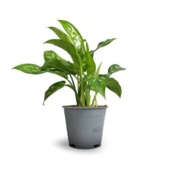 Aglaonema Maria - Chinese Evergreen 21 Aglaonema Maria - Chinese Evergreen -Hortology Plants Shop Aglaonema Maria Chinese Evergreen 14x30cm