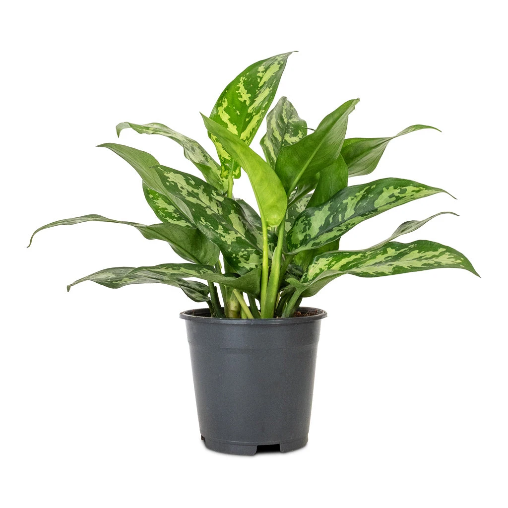 Aglaonema Maria - Chinese Evergreen 15 Aglaonema Maria - Chinese Evergreen - Image 13