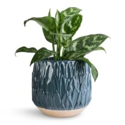 Aglaonema Maria - Chinese Evergreen 22 Aglaonema Maria - Chinese Evergreen -Hortology Plants Shop Aglaonema Maria Chinese Evergreen 14x30cm Arles Leaf Plant Pot Teal 17x17cm