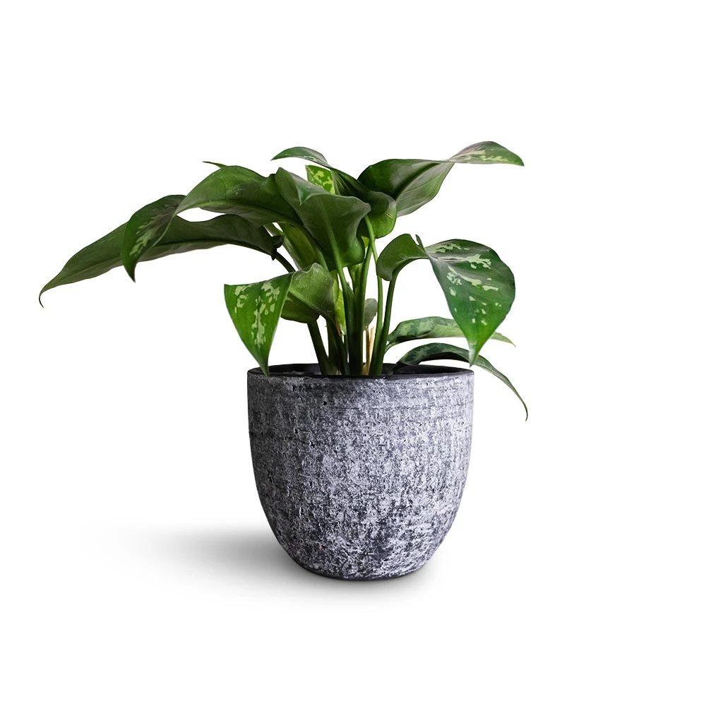 Aglaonema Maria - Chinese Evergreen 10 Aglaonema Maria - Chinese Evergreen - Image 8
