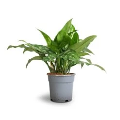 Aglaonema Maria - Chinese Evergreen 25 Aglaonema Maria - Chinese Evergreen -Hortology Plants Shop Aglaonema Maria Chinese Evergreen 17x50cm