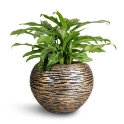Aglaonema Maria - Chinese Evergreen 26 Aglaonema Maria - Chinese Evergreen -Hortology Plants Shop Aglaonema Maria Chinese Evergreen 17x50cm Luxe Lite Wrinkle Globe Planter Bronze 28x20cm 96923968 2124 4628 8c2a 24b6f346668f