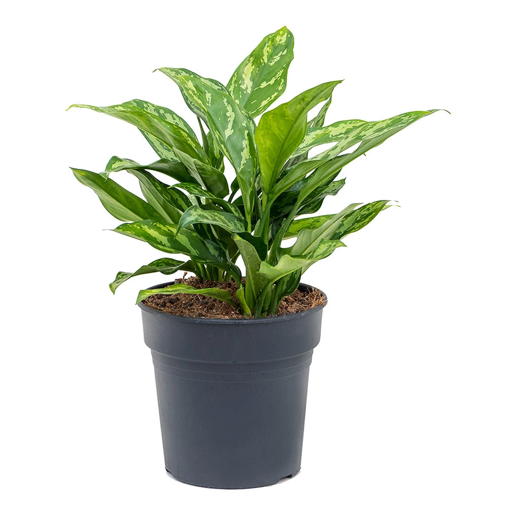 Aglaonema Maria - Chinese Evergreen 13 Aglaonema Maria - Chinese Evergreen - Image 11