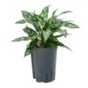 Aglaonema Maria - Chinese Evergreen - HydroCare