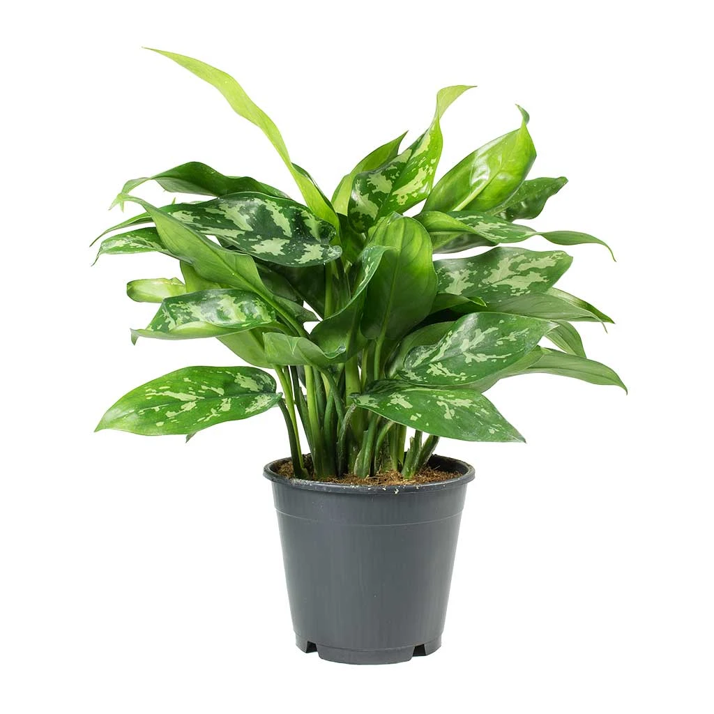 Aglaonema Maria - Chinese Evergreen 9 Aglaonema Maria - Chinese Evergreen - Image 7