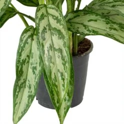 Aglaonema Silver Queen - Chinese Evergreen 24 Aglaonema Silver Queen - Chinese Evergreen -Hortology Plants Shop Aglaonema Maria Christina Chinese Evergreen Leaves c04985fe 7cb4 4cfa 9b01 6687d27c6cd6