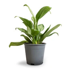Aglaonema Silver Bay - Chinese Evergreen -Hortology Plants Shop Aglaonema Silver Bay Chinese Evergreen 14x45cm