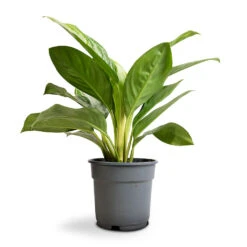 Aglaonema Silver Bay - Chinese Evergreen -Hortology Plants Shop Aglaonema Silver Bay Chinese Evergreen 17x55cm