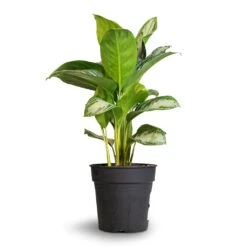 Aglaonema Silver Bay - Chinese Evergreen -Hortology Plants Shop Aglaonema Silver Bay Chinese Evergreen 24x65cm 1