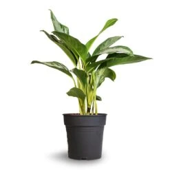 Aglaonema Silver Bay - Chinese Evergreen -Hortology Plants Shop Aglaonema Silver Bay Chinese Evergreen 24x65cm 2