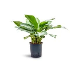 Aglaonema Silver Bay - Chinese Evergreen - HydroCare -Hortology Plants Shop Aglaonema Silver Bay Chinese Evergreen Hydroculture 18 19x45cm