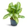 Aglaonema Silver Bay - Chinese Evergreen - HydroCare 2 Aglaonema Silver Bay - Chinese Evergreen - HydroCare -Hortology Plants Shop Aglaonema Silver Bay Chinese Evergreen Hydroculture 22 19x50cm