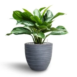 Aglaonema Silver Bay - Chinese Evergreen - HydroCare -Hortology Plants Shop Aglaonema Silver Bay Chinese Evergreen Hydroculture Angle Couple Plant Pot Grey