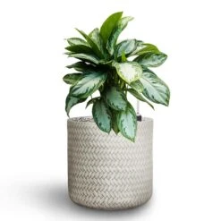Aglaonema Silver Bay - Chinese Evergreen - HydroCare -Hortology Plants Shop Aglaonema Silver Bay Chinese Evergreen Hydroculture Angle Cylinder Plant Pot White