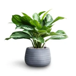 Aglaonema Silver Bay - Chinese Evergreen - HydroCare -Hortology Plants Shop Aglaonema Silver Bay Chinese Evergreen Hydroculture Angle Darcy Plant Pot Grey