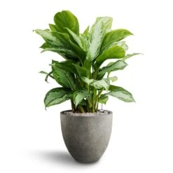 Aglaonema Silver Bay - Chinese Evergreen - HydroCare -Hortology Plants Shop Aglaonema Silver Bay Chinese Evergreen Hydroculture Grigio Egg Pot Planter Natural Concrete