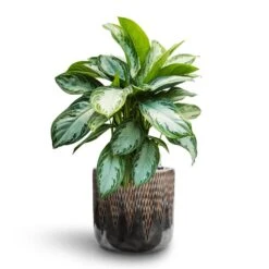 Aglaonema Silver Bay - Chinese Evergreen - HydroCare -Hortology Plants Shop Aglaonema Silver Bay Chinese Evergreen Hydroculture Luxe Lite Comet Cylinder Planter Bronze 352ac862 fa47 4147 9c8a 3da69a793062