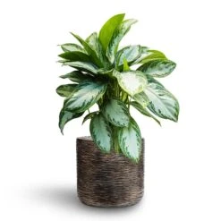 Aglaonema Silver Bay - Chinese Evergreen - HydroCare -Hortology Plants Shop Aglaonema Silver Bay Chinese Evergreen Hydroculture Luxe Lite Wrinkle Cylinder Planter Bronze b691243b a3ed 49a3 95a3 1aa465901896