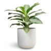 Aglaonema Silver Bay - Chinese Evergreen 1 Aglaonema Silver Bay - Chinese Evergreen -Hortology Plants Shop Aglaonema Silver Bay Chinese Evergreen Lisbon Plant Pot White 69885cd3 02ff 408c 9067 523d852e320b