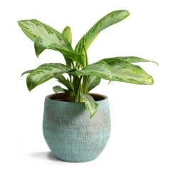 Aglaonema Silver Bay - Chinese Evergreen -Hortology Plants Shop Aglaonema Silver Bay Chinese Evergreen Ryan Plant Pot Blue Gold