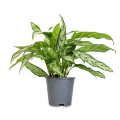 Aglaonema Silver Queen - Chinese Evergreen 19 Aglaonema Silver Queen - Chinese Evergreen -Hortology Plants Shop Aglaonema Silver Queen Chinese Evergreen 14x40cm 2