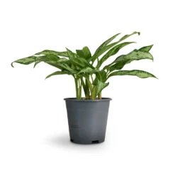 Aglaonema Silver Queen - Chinese Evergreen 27 Aglaonema Silver Queen - Chinese Evergreen -Hortology Plants Shop Aglaonema Silver Queen Chinese Evergreen 14x40cm