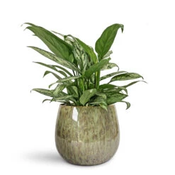 Aglaonema Silver Queen - Chinese Evergreen 22 Aglaonema Silver Queen - Chinese Evergreen -Hortology Plants Shop Aglaonema Silver Queen Chinese Evergreen 14x40cm Odile Plant Pot Green 24x19cm