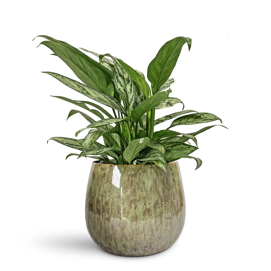 Aglaonema Silver Queen - Chinese Evergreen 8 Aglaonema Silver Queen - Chinese Evergreen - Image 6