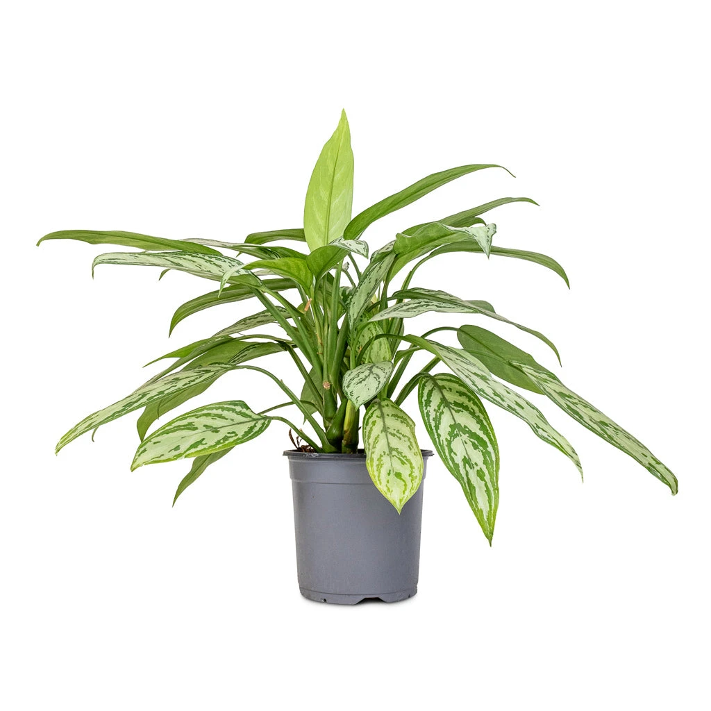 Aglaonema Silver Queen - Chinese Evergreen 9 Aglaonema Silver Queen - Chinese Evergreen - Image 7