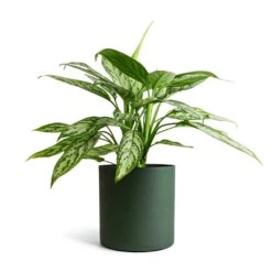 Aglaonema Silver Queen - Chinese Evergreen 26 Aglaonema Silver Queen - Chinese Evergreen -Hortology Plants Shop Aglaonema Silver Queen Chinese Evergreen 17x60cm Puk Refined Planter Pine Green 20x20cm