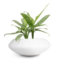 Aglaonema Silver Queen - Chinese Evergreen 20 Aglaonema Silver Queen - Chinese Evergreen -Hortology Plants Shop Aglaonema Silver Queen Chinese Evergreen 17x60cm Tara Essentials Bowl Planter Matt White 31x12cm