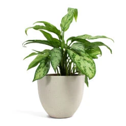 Aglaonema Silver Queen - Chinese Evergreen 30 Aglaonema Silver Queen - Chinese Evergreen -Hortology Plants Shop Aglaonema Silver Queen Chinese Evergreen Coral Refined Planter Natural White a6ce56f0 a0ee 4e36 9c90 e677039b32e9