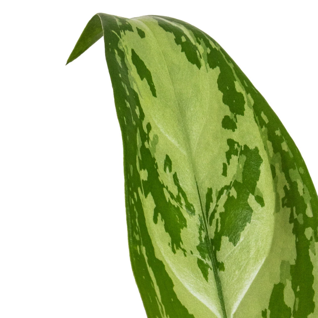 Aglaonema Silver Queen - Chinese Evergreen 4 Aglaonema Silver Queen - Chinese Evergreen - Image 2