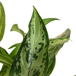 Aglaonema Silver Queen - Chinese Evergreen 21 Aglaonema Silver Queen - Chinese Evergreen -Hortology Plants Shop Aglaonema Silver Queen Chinese Evergreen DETAIL