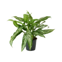 Aglaonema Silver Queen - Chinese Evergreen 29 Aglaonema Silver Queen - Chinese Evergreen -Hortology Plants Shop Aglaonema Silver Queen Chinese Evergreen Small