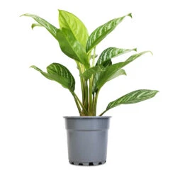 Aglaonema Stripes - Chinese Evergreen -Hortology Plants Shop Aglaonema Stripes Chinese Evergreen 17x55cm