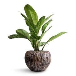 Aglaonema Stripes - Chinese Evergreen -Hortology Plants Shop Aglaonema Stripes Chinese Evergreen 17x55cm Luxe Lite Waterfall Globe Planter Bronze 28x20cm 68daeea9 fd5d 4454 a074 917f01c32d8d