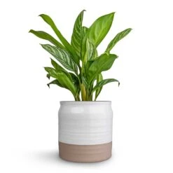 Aglaonema Stripes - Chinese Evergreen -Hortology Plants Shop Aglaonema Stripes Chinese Evergreen 17x55cm Puro Ripple Plant Pot White 21x19cm c6662ff1 b444 4db9 a421 abc27a7ad19c