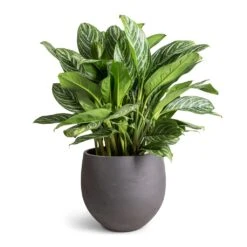 Aglaonema Stripes - Chinese Evergreen