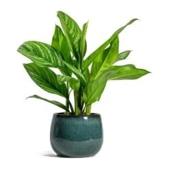 Aglaonema Stripes - Chinese Evergreen -Hortology Plants Shop Aglaonema Stripes Chinese Evergreen Odile Plant Pot Moss 907b4141 7b84 4a55 a403 a55a1c6f280d