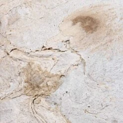 Algar Balloon Planter - White -Hortology Plants Shop Algar Balloon Planter White SWATCH 2