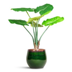 Charlotte Plant Pot - Green 24 Charlotte Plant Pot - Green -Hortology Plants Shop Alocasia Artificial 90cm Charlotte Pot Green 33x30cm