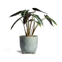 Alocasia Bambino Arrow - Jewel Alocasia -Hortology Plants Shop Alocasia Bambino Arrow Jewel Alocasia 14x35cm Kaat Plant Pot Blue Grey 16x16cm