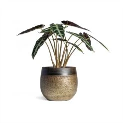Alocasia Bambino Arrow - Jewel Alocasia -Hortology Plants Shop Alocasia Bambino Arrow Jewel Alocasia 14x35cm Mya Plant Pot Deep Champagne 18x16cm